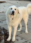 Gunnar