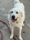 Gunnar