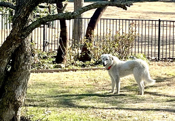 Lexi bonded with Dexter