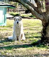 Dexter bonded with Lexi