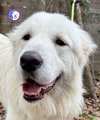 Finn