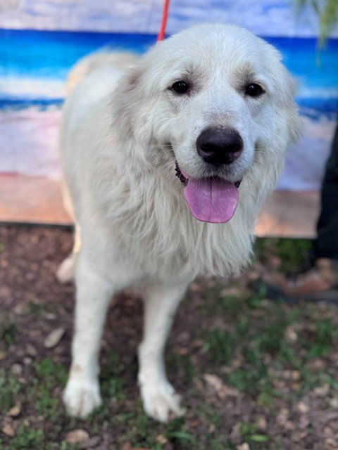 Finn photo 6