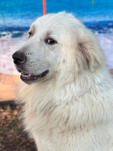 Finn photo 7