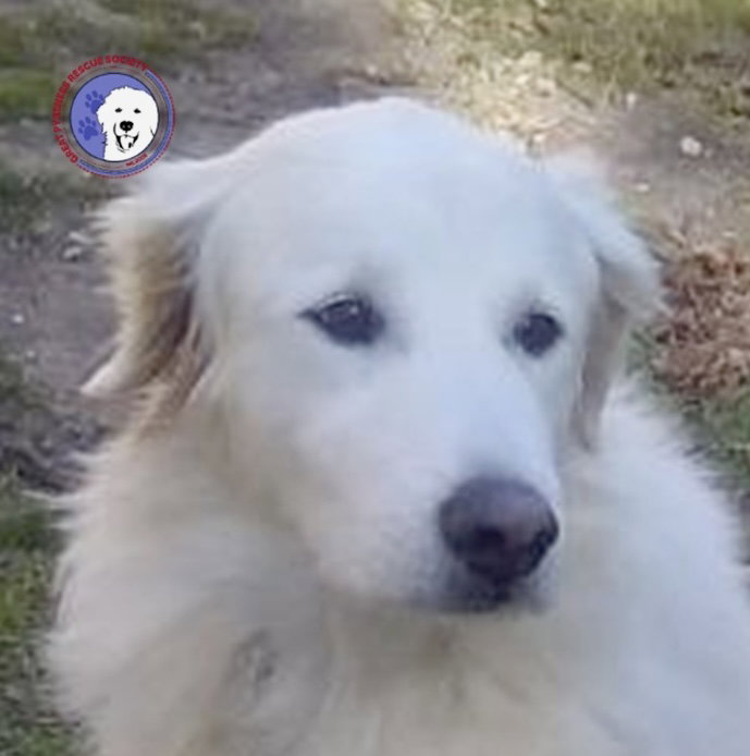Duchess Image