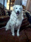Duchess