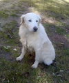 Duchess