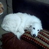 Duchess