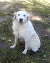 Duchess