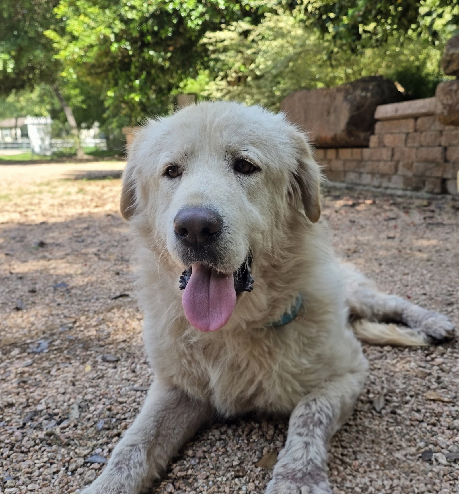 Marshmallow, Great Pyrenees