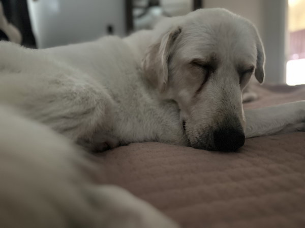 Elsa