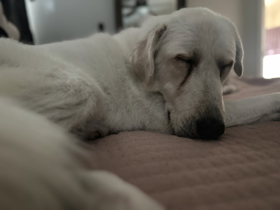 Elsa