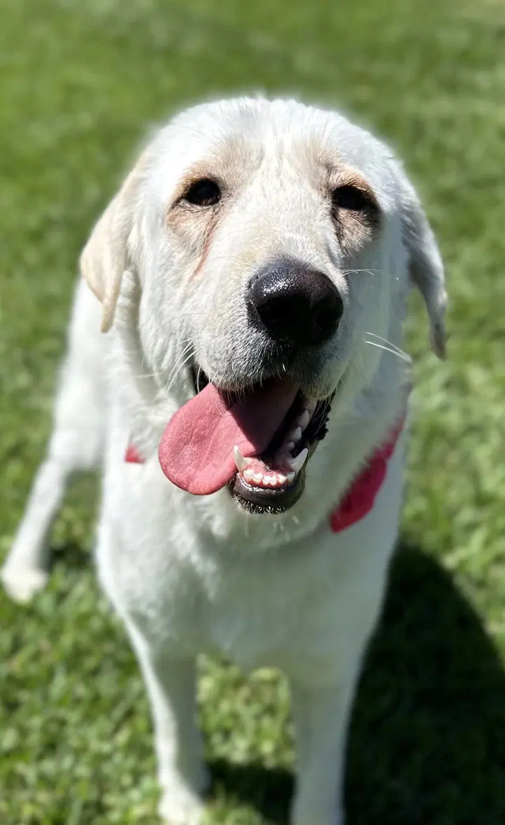 Elsa - Great Pyrenees