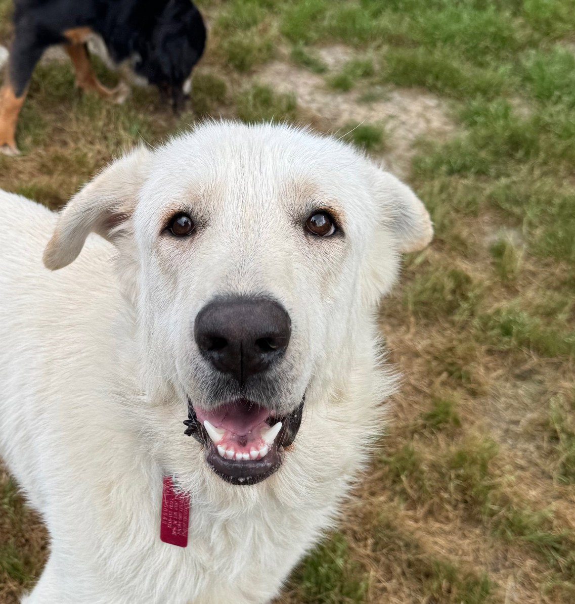 Olaf
