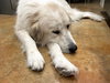 Florence