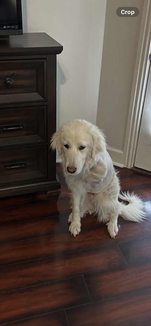Sheila, an adoptable Great Pyrenees in Spring, TX