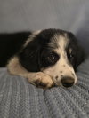 Ollie