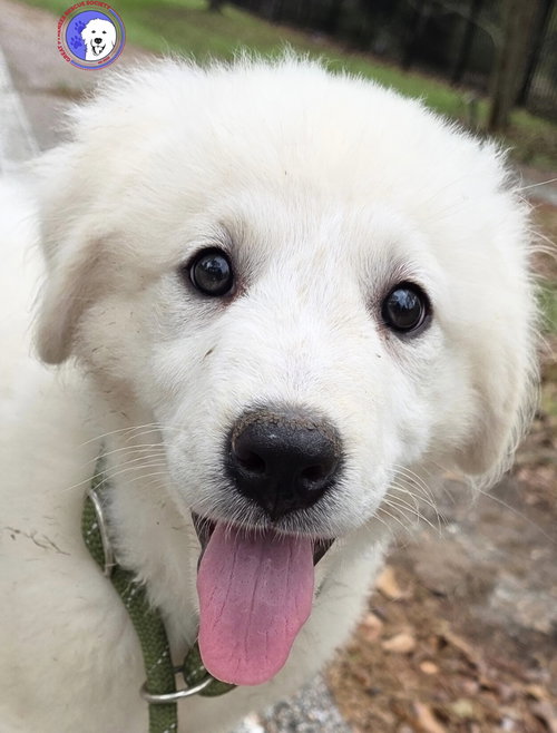 Otto
