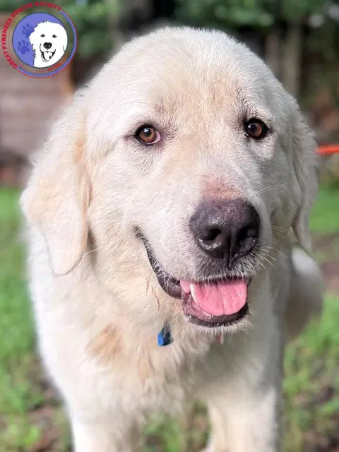 Obo - Great Pyrenees