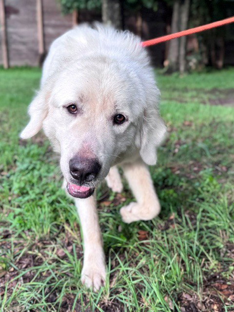 Obo photo 6