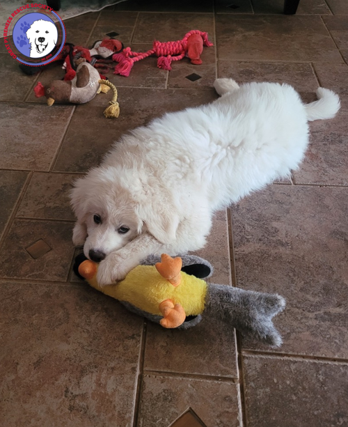 Lamb Chop photo 2