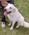 Mavis