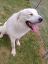 Mavis