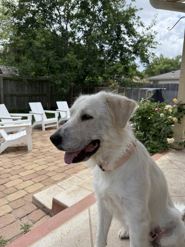 Josie