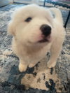 Murphy