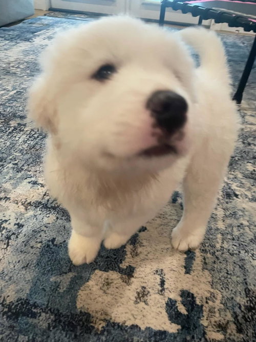 Murphy