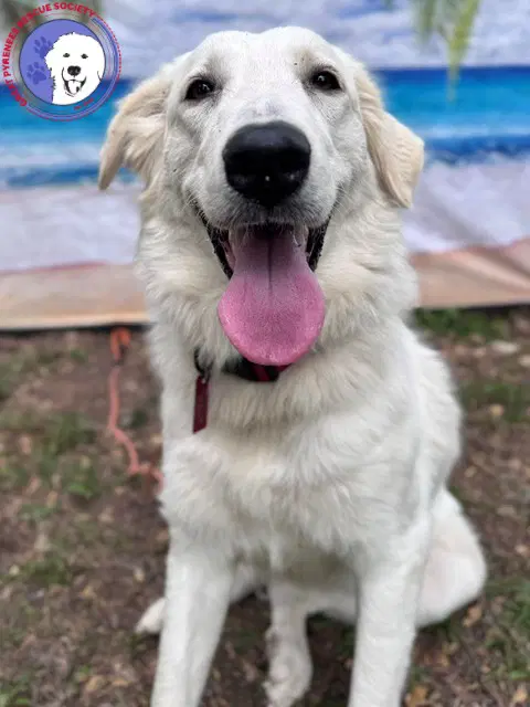 Elene - Great Pyrenees
