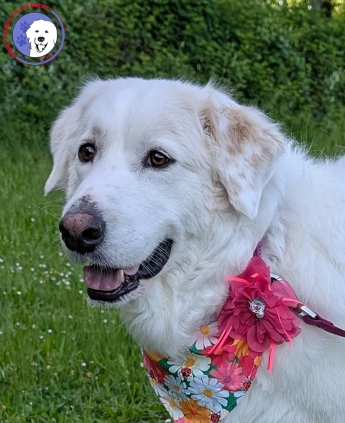 Lady, an adoptable Great Pyrenees in Spring, TX