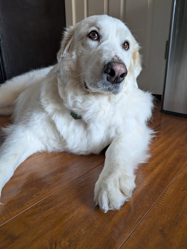 Lady