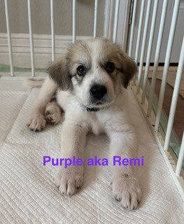 Remi photo 2