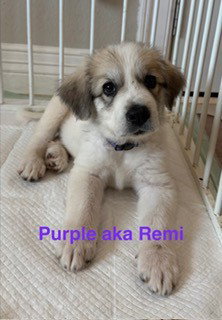Remi photo 3