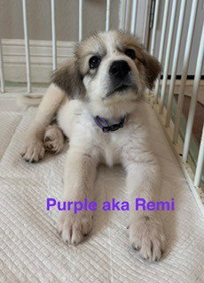 Remi