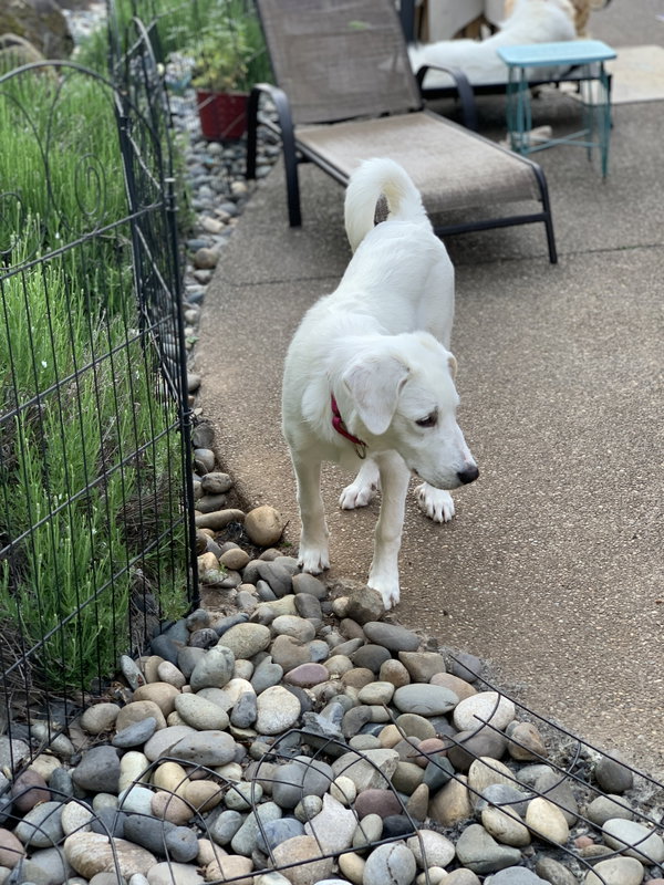 Marley