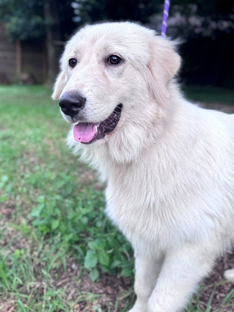 Tilly photo 3