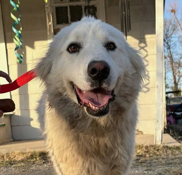 River - Great Pyrenees