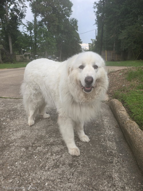 Samson photo 2