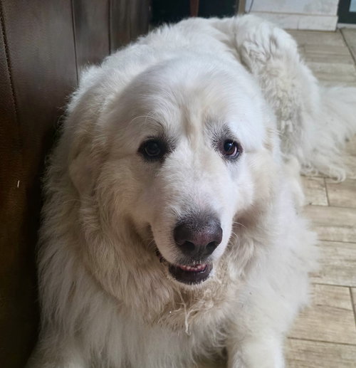 Samson