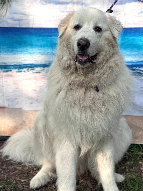 Samson photo 3