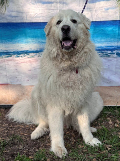 Samson photo 4