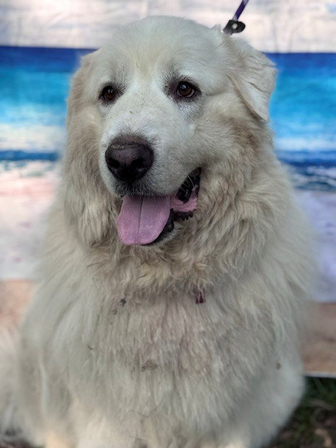 Samson photo 5