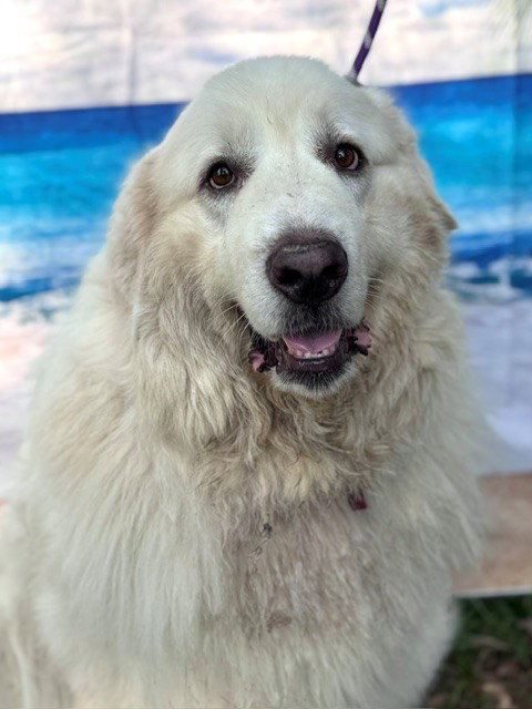 Samson photo 6