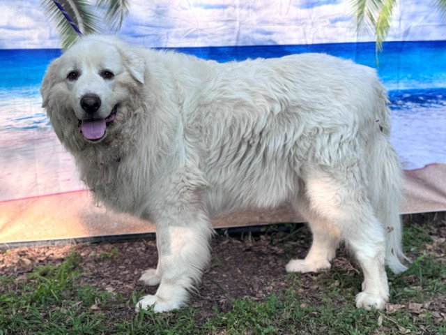 Samson