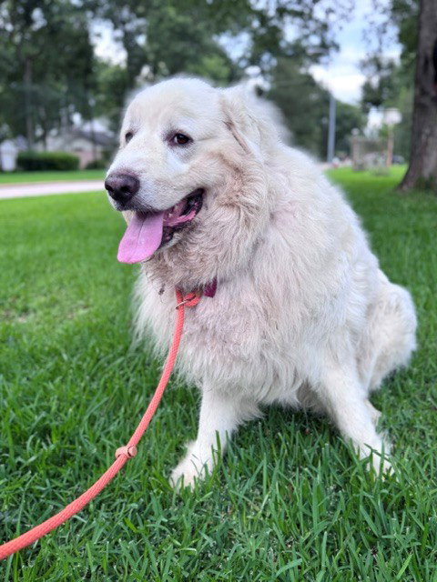 Samson