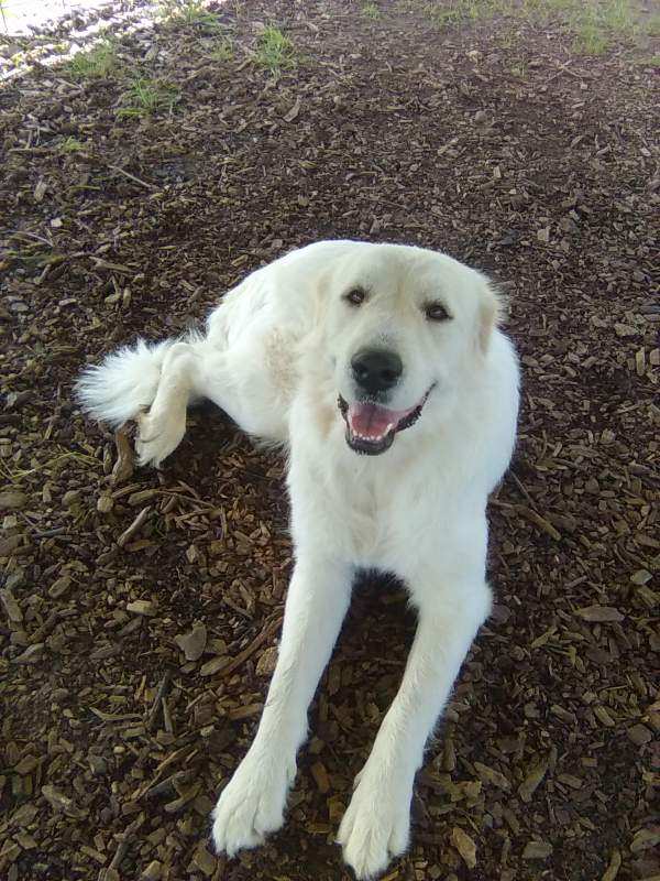 Josie
