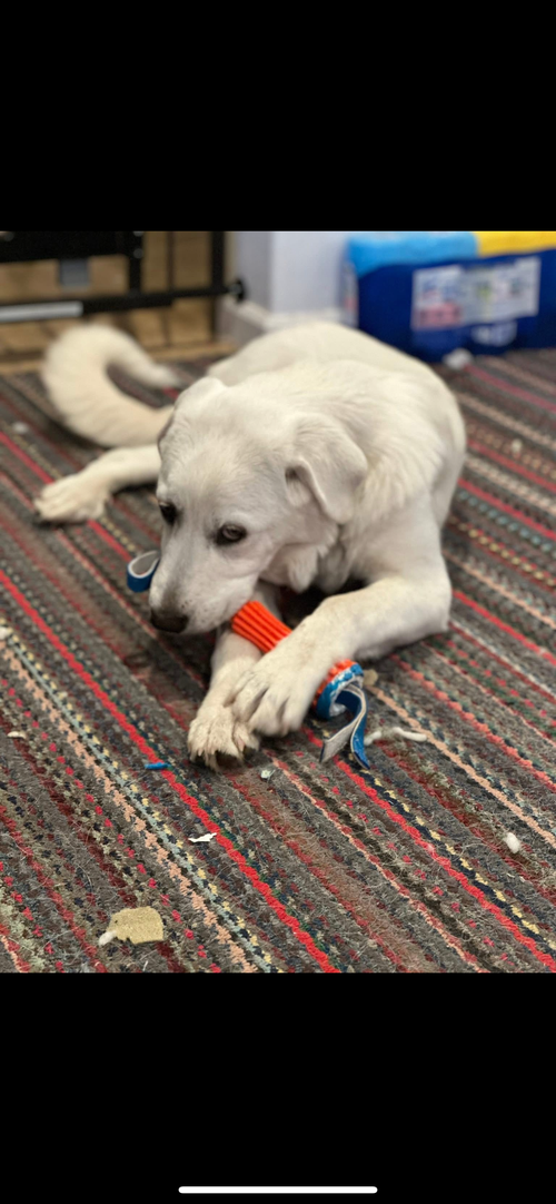 Colette, an adoptable Great Pyrenees in Spring, TX