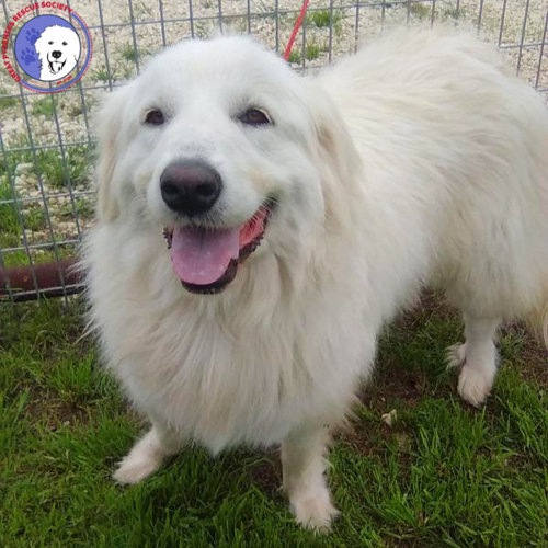 Letti, an adoptable Great Pyrenees in Spring, TX