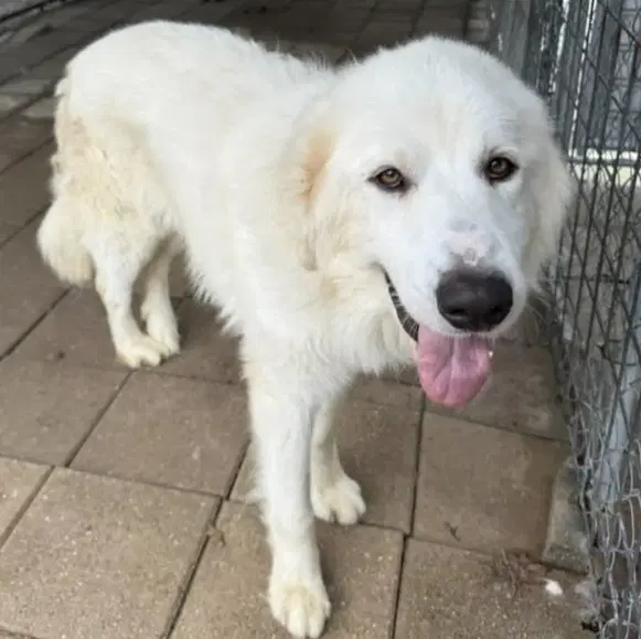 Dan - Great Pyrenees